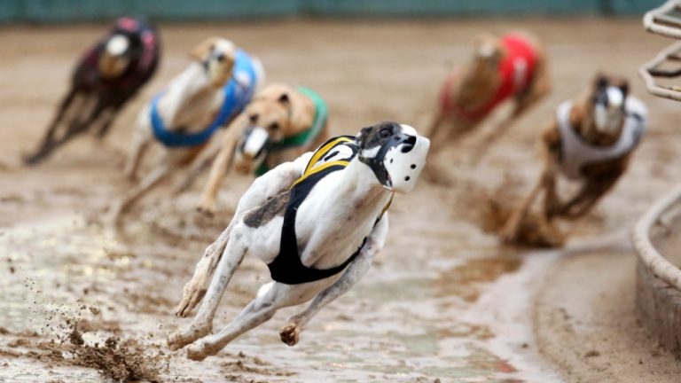 greyhounds-racing-in-betpro